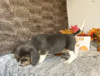 Cinderella, a female Beagle for sale in Mammoth Spring, AR – 6 of 6