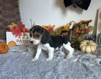 Scooby , a male Beagle for sale in Mammoth Spring, AR – 2 of 5