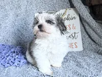Aubrey , a female Mal Shi for sale in Mammoth Spring, AR – 5 of 6