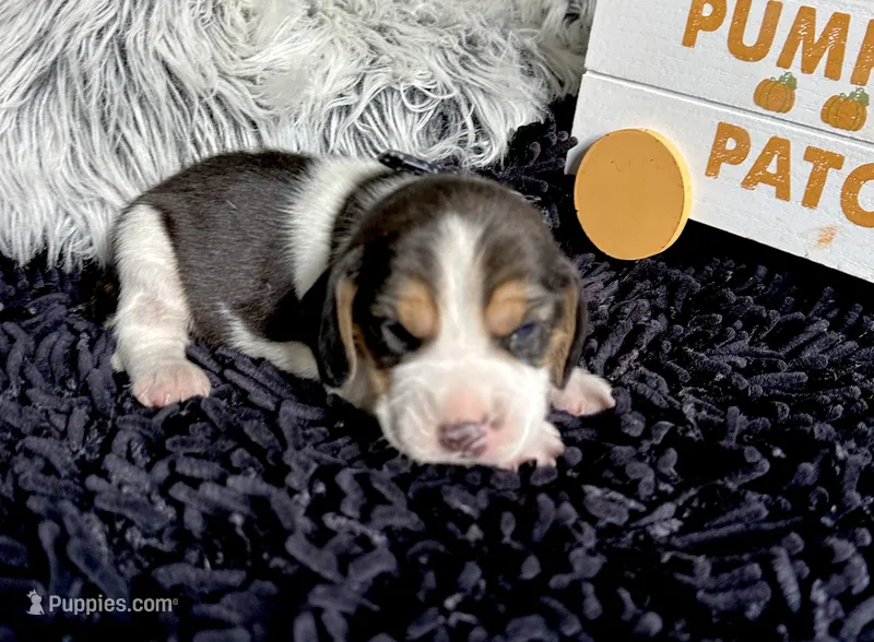 Scooby – Beagle puppy for sale in Mammoth Spring, AR