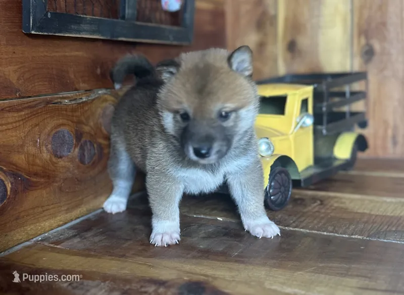 Mateo  – Shiba Inu puppy for sale in Mammoth Spring, AR