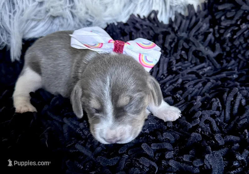 Bella – Beagle puppy for sale in Mammoth Spring, AR