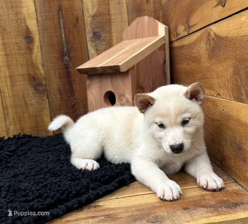 Flick – Shiba Inu puppy for sale in Mammoth Spring, AR