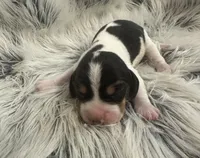 Mickey, a male Beagle for sale in Mammoth Spring, AR – 5 of 5