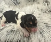 Shay, a female Beagle for sale in Mammoth Spring, AR – 2 of 7
