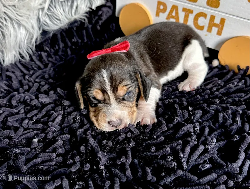 Pluto  – Beagle puppy for sale in Mammoth Spring, AR