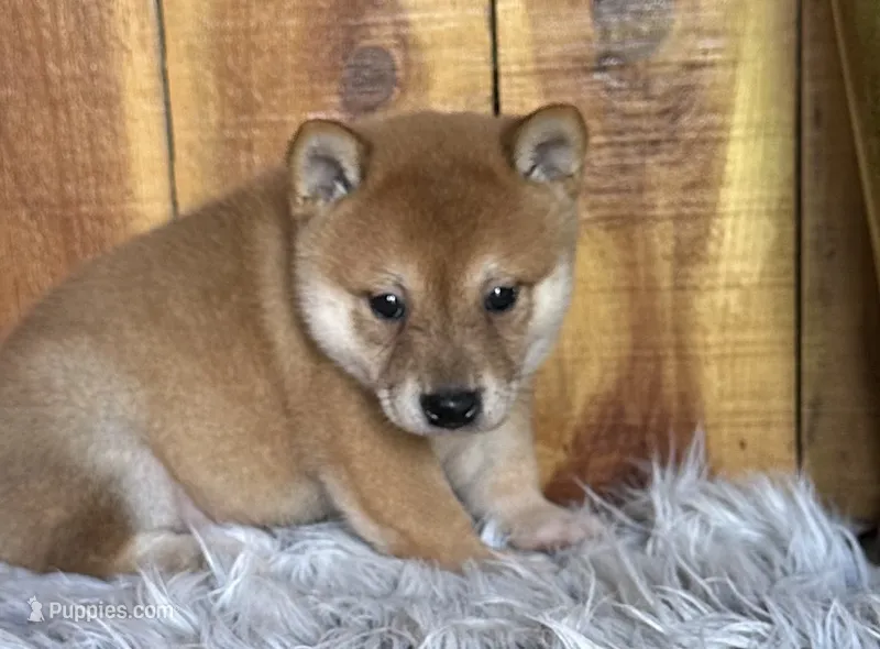 Rusty  – Shiba Inu puppy for sale in Mammoth Spring, AR