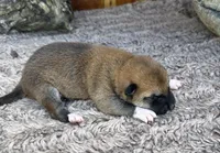 Mateo , a male Shiba Inu for sale in Mammoth Spring, AR – 2 of 4