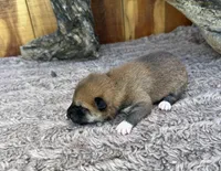Mateo , a male Shiba Inu for sale in Mammoth Spring, AR – 3 of 4