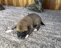 Mateo , a male Shiba Inu for sale in Mammoth Spring, AR – 1 of 4