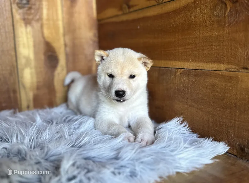 Flick – Shiba Inu puppy for sale in Mammoth Spring, AR