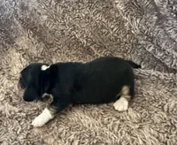 Floki , a male Beagle for sale in Mammoth Spring, AR – 7 of 7