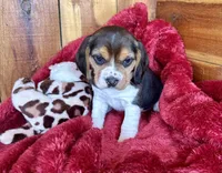 processed/9dd07f46-76e5-41bd-82ce-4d5454d90aef/listing/3f79c64c-c627-4fcd-becf-e92ec1edef4a/d1b186e9-06c5-4b92-812d-1b08be529833