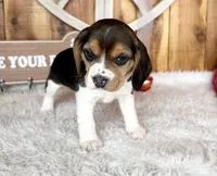 processed/9dd07f46-76e5-41bd-82ce-4d5454d90aef/listing/3f79c64c-c627-4fcd-becf-e92ec1edef4a/dac2c3e7-300e-4bd7-9942-d6c9e13d8c4d