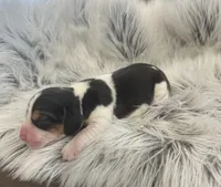 Scooby, a male Beagle for sale in Mammoth Spring, AR – 5 of 6