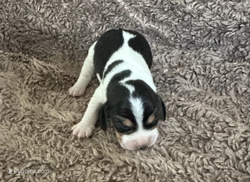 Mickey – Beagle puppy for sale in Mammoth Spring, AR