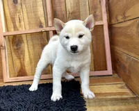 Flick, a male Shiba Inu for sale in Mammoth Spring, AR – 8 of 9