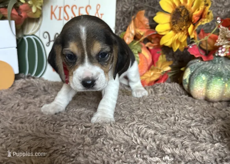Mickey – Beagle puppy for sale in Mammoth Spring, AR