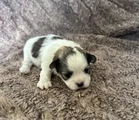 Aubrey , a female Mal Shi for sale in Mammoth Spring, AR – 5 of 8