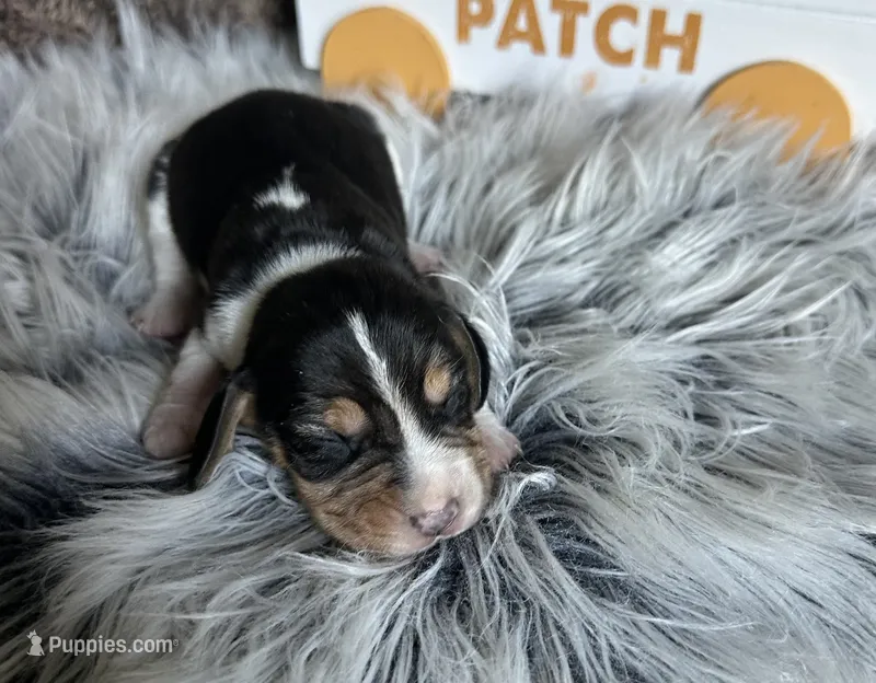 Pluto  – Beagle puppy for sale in Mammoth Spring, AR