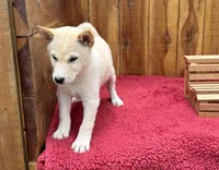 Echo, a male Shiba Inu for sale in Mammoth Spring, AR – 6 of 7