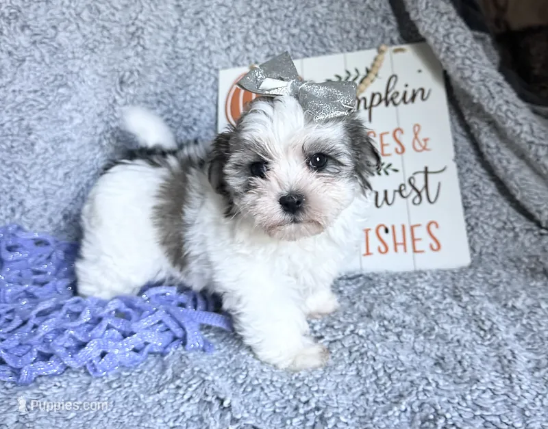 Aubrey  – Mal Shi puppy on hold in Mammoth Spring, AR