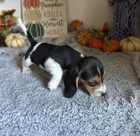 Scooby , a male Beagle for sale in Mammoth Spring, AR – 5 of 5