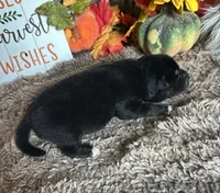 Midnight , a male Shiba Inu for sale in Mammoth Spring, AR – 7 of 7
