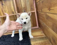Flick, a male Shiba Inu for sale in Mammoth Spring, AR – 6 of 9