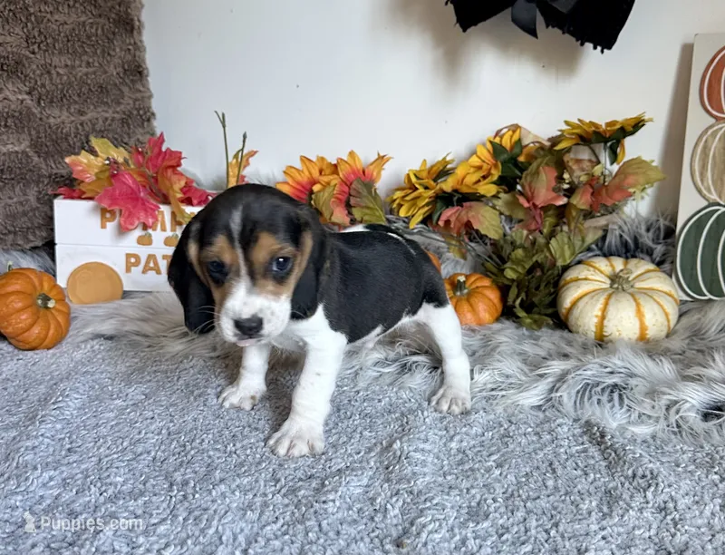 Scooby  – Beagle puppy for sale in Mammoth Spring, AR