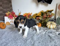 Scooby , a male Beagle for sale in Mammoth Spring, AR – 1 of 5
