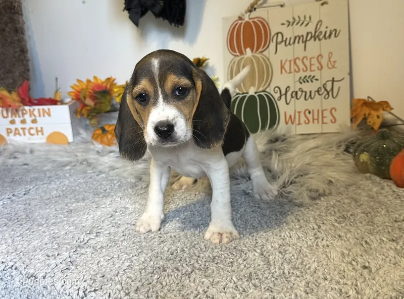 Mickey – Beagle puppy for sale in Mammoth Spring, AR