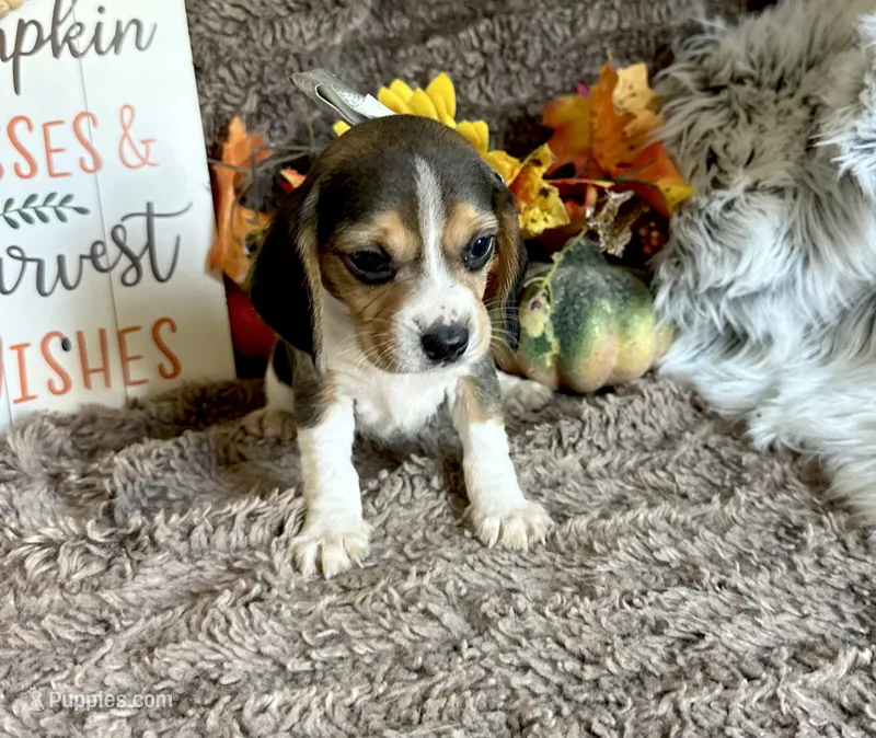Tinkerbell  – Beagle puppy for sale in Mammoth Spring, AR