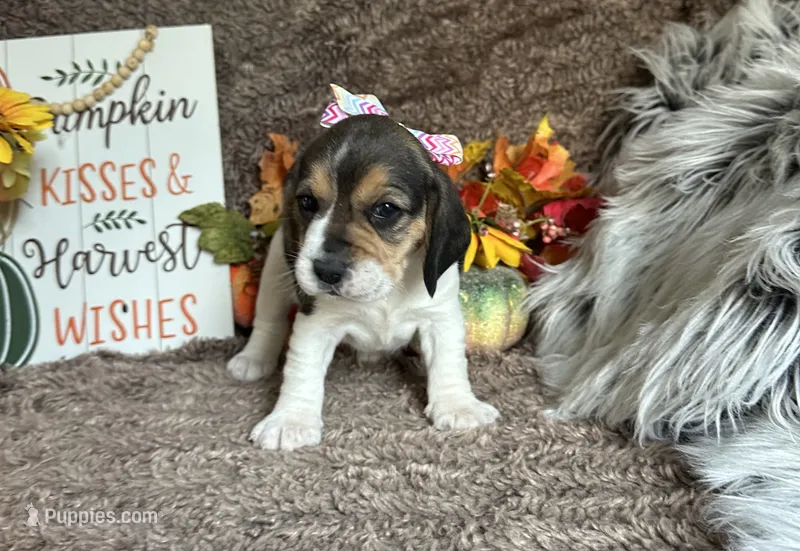Jasmine  – Beagle puppy for sale in Mammoth Spring, AR