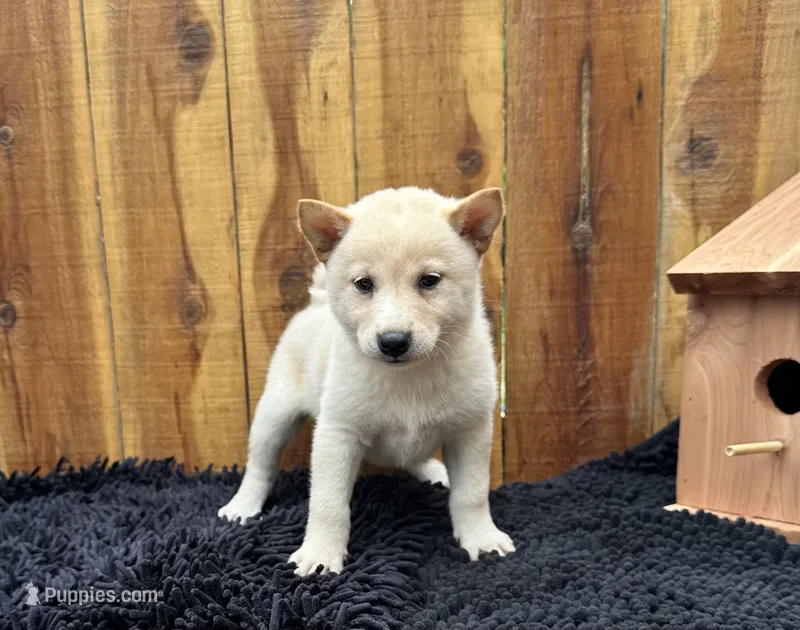 Ember – Shiba Inu puppy for sale in Mammoth Spring, AR