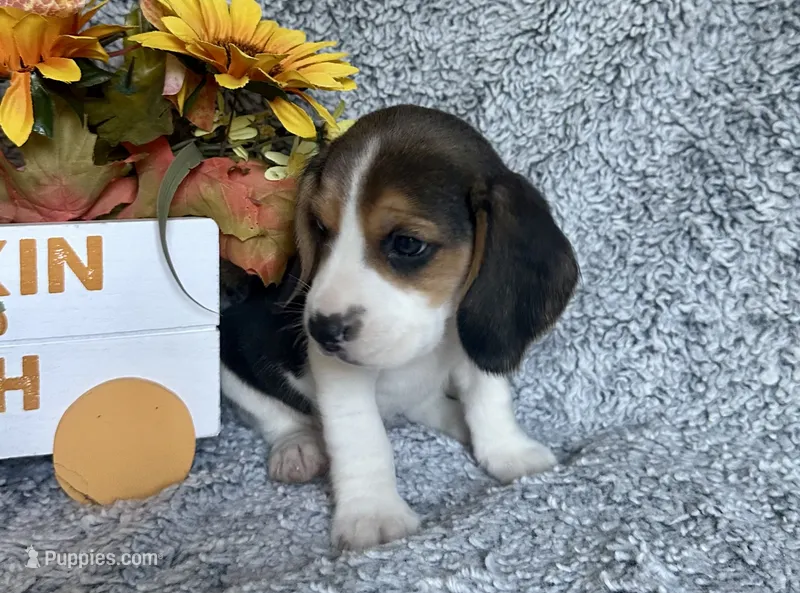 Scooby – Beagle puppy for sale in Mammoth Spring, AR