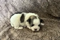 Aubrey , a female Mal Shi for sale in Mammoth Spring, AR – 4 of 8