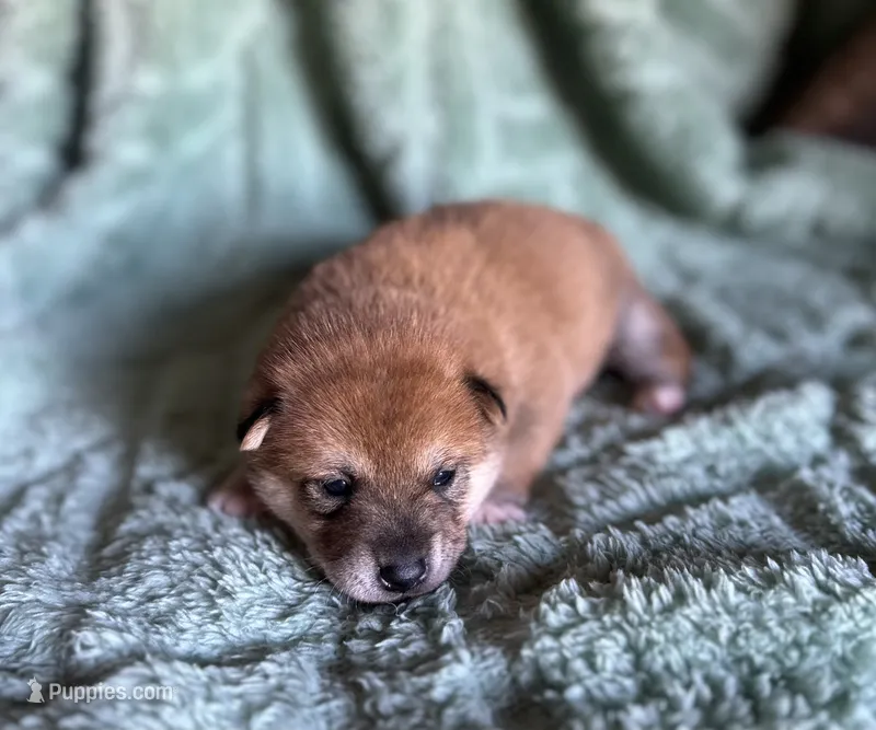 Rusty  – Shiba Inu puppy for sale in Mammoth Spring, AR