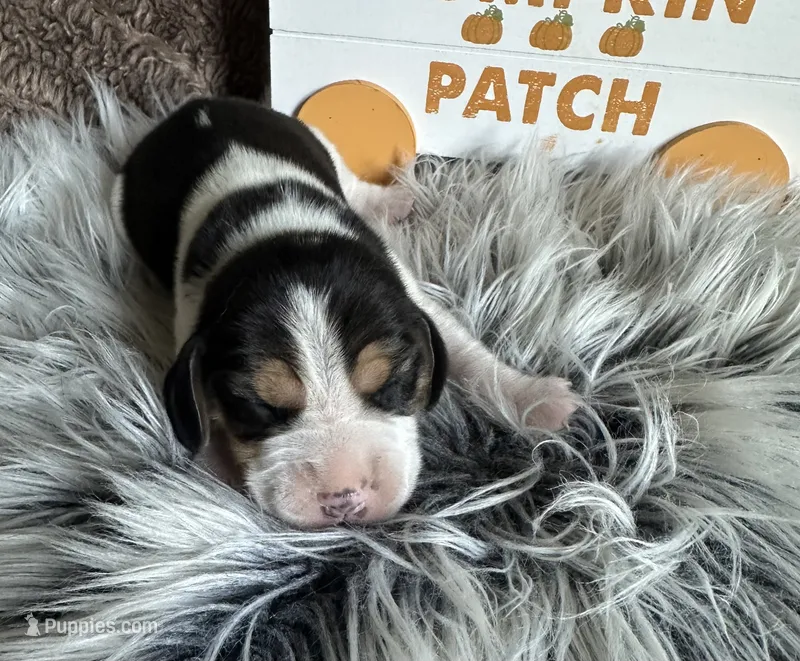 Scooby – Beagle puppy for sale in Mammoth Spring, AR