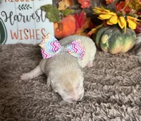 Kiara, a female Shiba Inu for sale in Mammoth Spring, AR – 3 of 4
