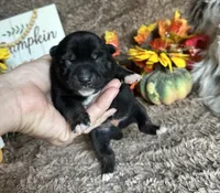 Midnight , a male Shiba Inu for sale in Mammoth Spring, AR – 5 of 7