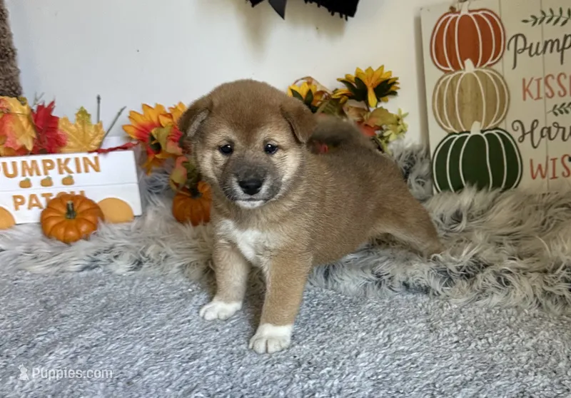 Brilynn – Shiba Inu puppy for sale in Mammoth Spring, AR