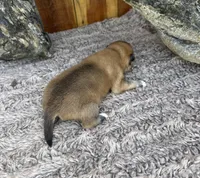 Rusty , a male Shiba Inu for sale in Mammoth Spring, AR – 4 of 5
