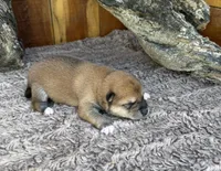 Rusty , a male Shiba Inu for sale in Mammoth Spring, AR – 2 of 5