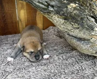 Rusty , a male Shiba Inu for sale in Mammoth Spring, AR – 1 of 5