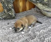 Rusty , a male Shiba Inu for sale in Mammoth Spring, AR – 3 of 5