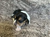 Leif, a male Beagle for sale in Mammoth Spring, AR – 7 of 7