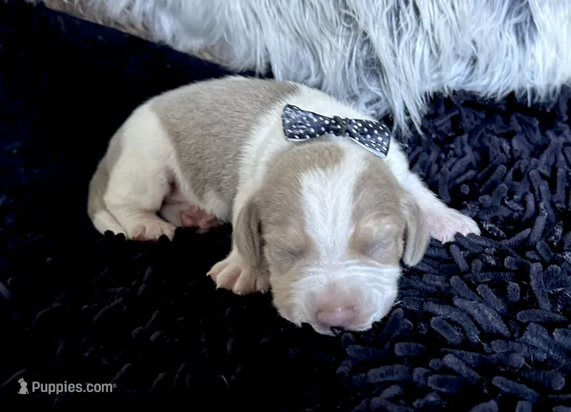 Staton – Beagle puppy for sale in Mammoth Spring, AR