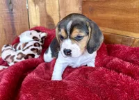 processed/9dd07f46-76e5-41bd-82ce-4d5454d90aef/listing/56413491-ccd7-43db-aadb-5ca35a817aa3/1495bb35-03fe-4e97-a96d-6768f054dabb