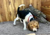 Eden, a female Beagle for sale in Mammoth Spring, AR – 6 of 7